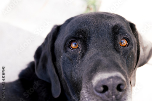 Wallpaper Mural Portrait of an old black Labrador dog. Torontodigital.ca