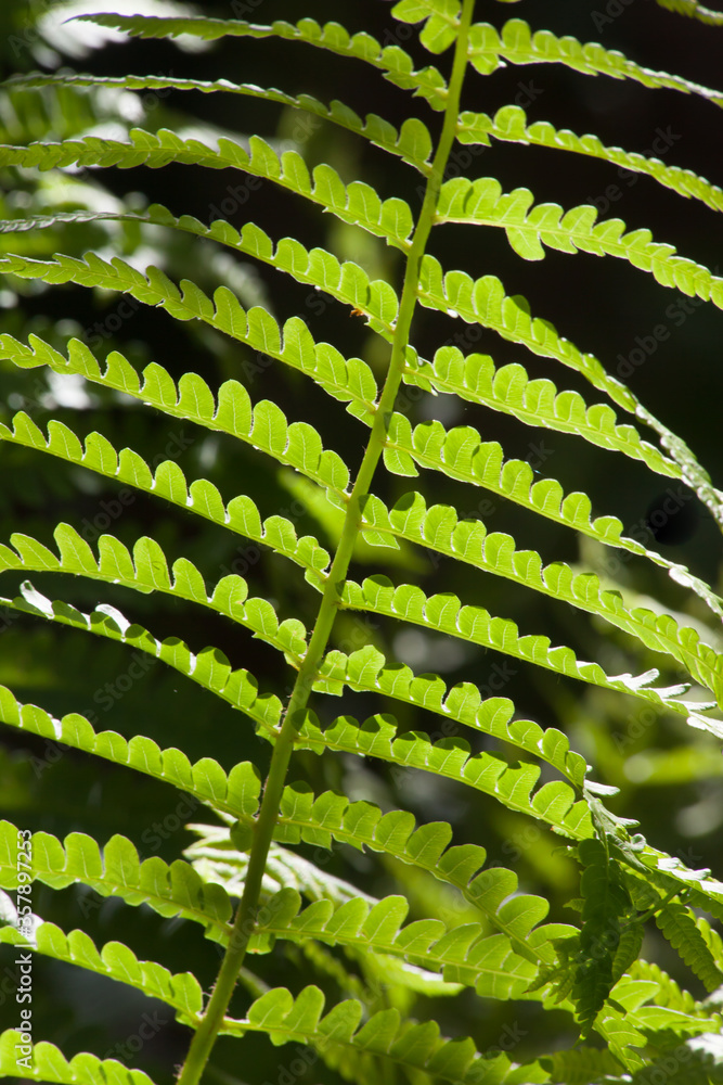 Green Fern in the sunshine Green Fern in the sunshine