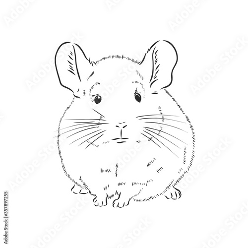 Chinchilla dog sketch style vector illustration. Old hand drawn engraving imitation. chinchilla animal, vector sketch illustration