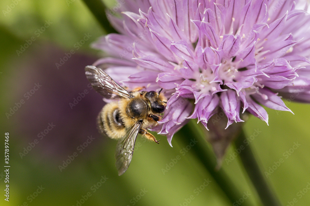 Fototapeta premium Small bee gathers pollen.