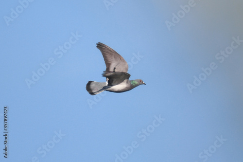 Piccione selvatico (Columba livia) in volo su sfondo cielo blu