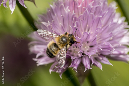 Honey bee on a small pink flower.