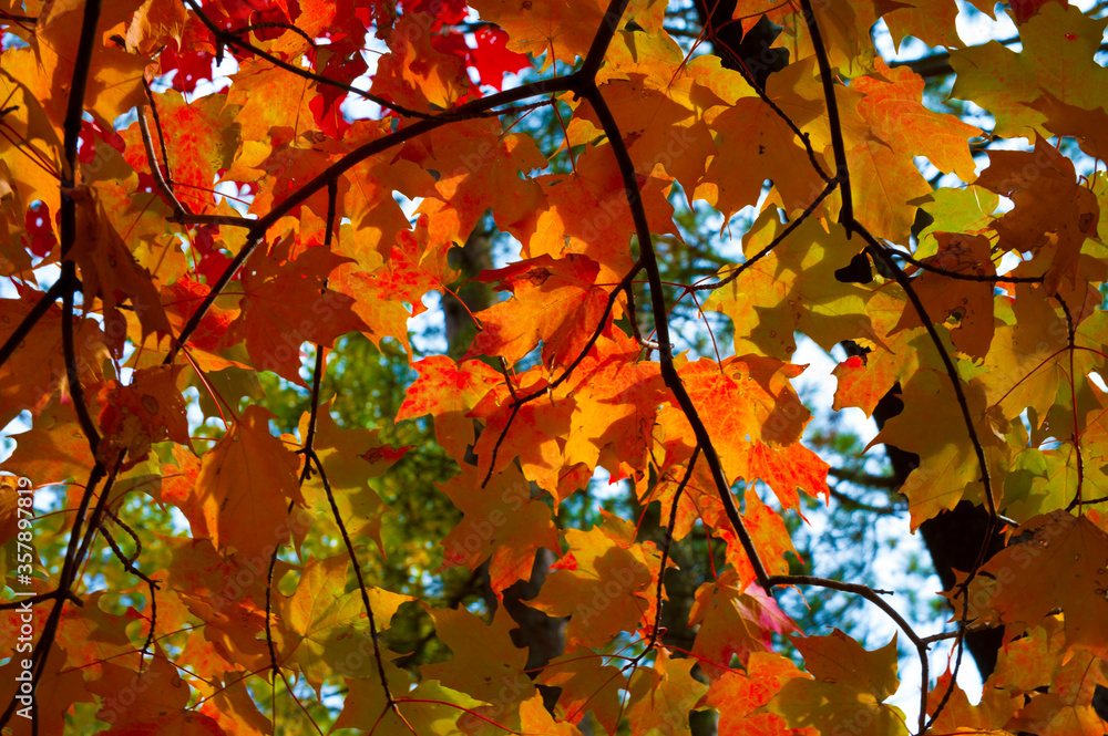 Obraz autumn maple leaves