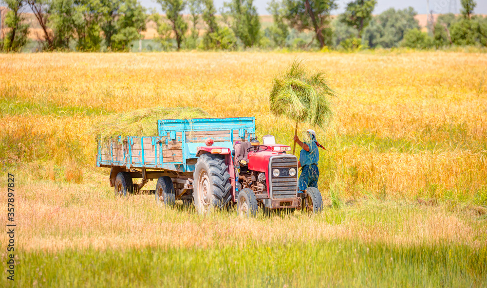 Fototapeta premium Old farmer taking straw with a hay fork in the background golden wheat field
