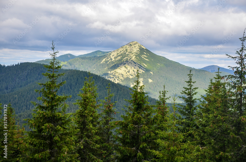 Coniferous forest on the grassy hill. great panoramic view to Gorgany mountain range and view to Dovbushanka mount. Rest in the Carpathians, Hiking in the mountains