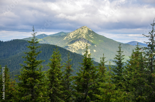 Coniferous forest on the grassy hill. great panoramic view to Gorgany mountain range and view to Dovbushanka mount. Rest in the Carpathians, Hiking in the mountains © Dmytro
