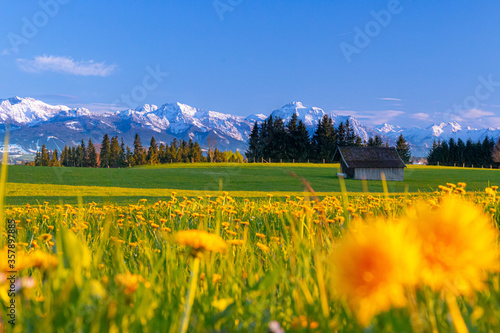 The alps in the background and in the front a very beautiful meadow with yellow blossoms, dandelions.