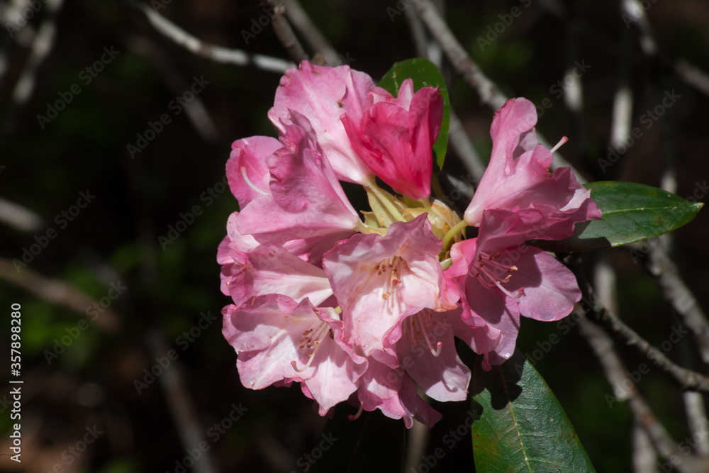 Obraz premium Pink Rhododendron