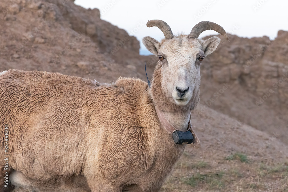 Female collared bighorn sheep in the badlands. 