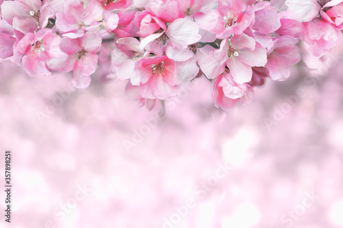 fruit tree blooms in spring  pink flowers on a cherry or apple tree  tender spring blurred background  copy space for text