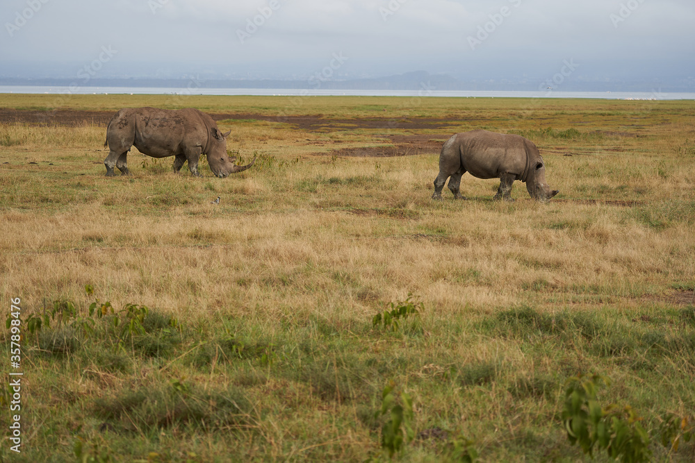 Rhino Baby and Mother- Rhinoceros with Bird White rhinoceros Square-lipped rhinoceros Ceratotherium simum 