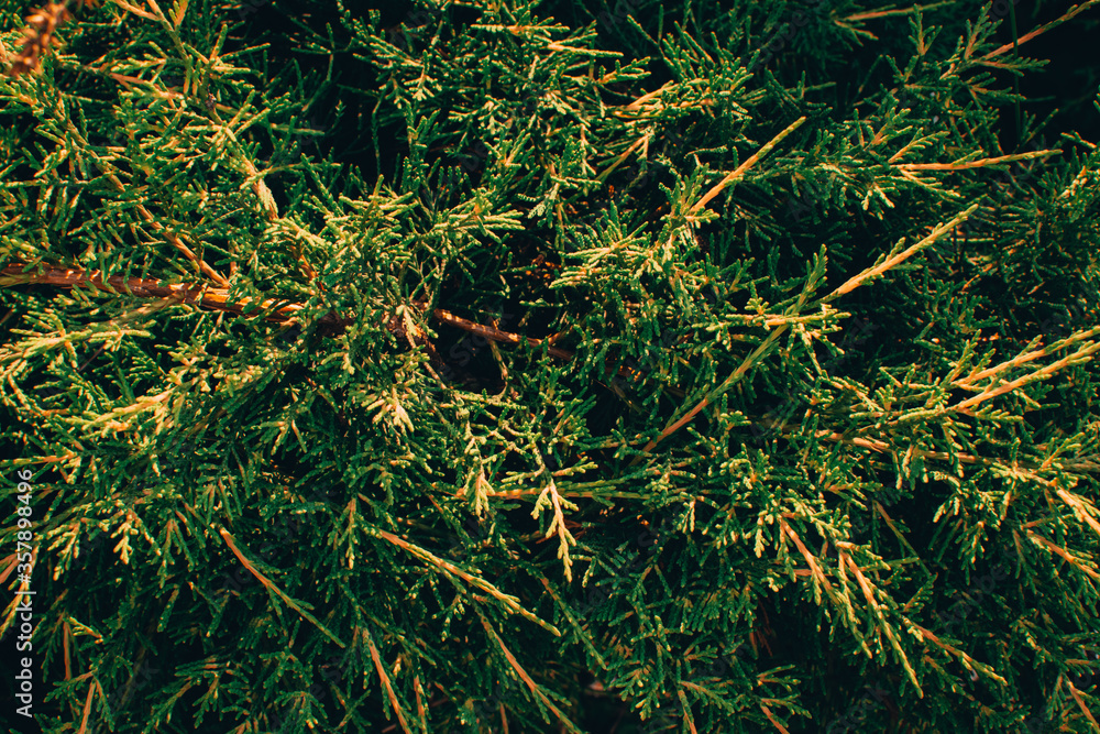 green grass and coniferous background green grass and coniferous background