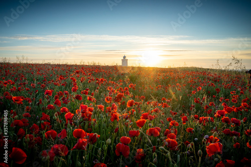 Poppy Field 2