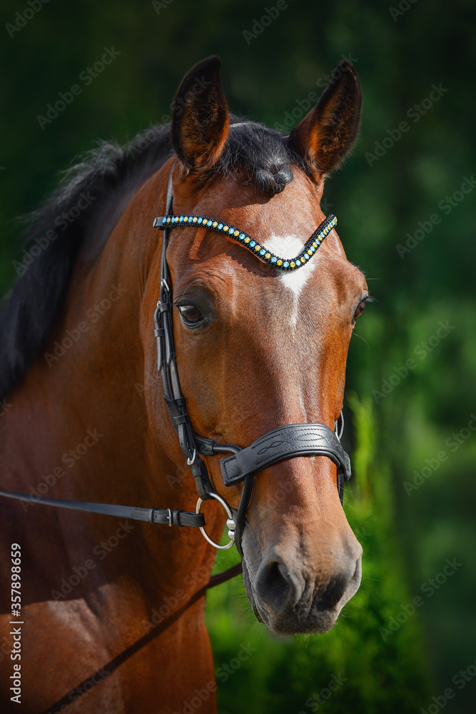 portrait of beautiful gelding horse in bridle on forest background in summer portrait of beautiful gelding horse in bridle on forest background in summer