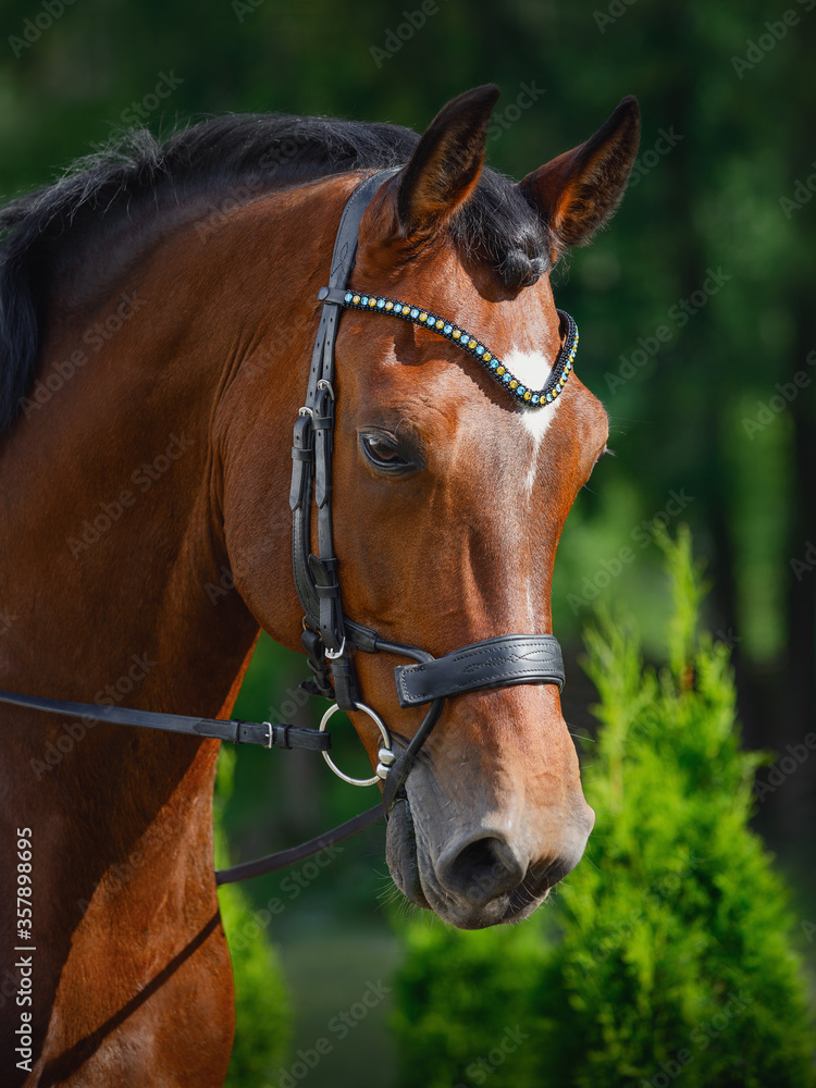 portrait of beautiful gelding horse in bridle on forest background in summer portrait of beautiful gelding horse in bridle on forest background in summer