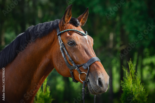 portrait of beautiful gelding horse in bridle on forest background in summer © vprotastchik