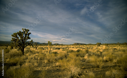 Joshua Tree desert