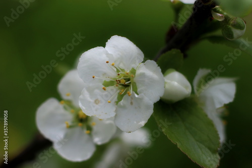 tree blossom