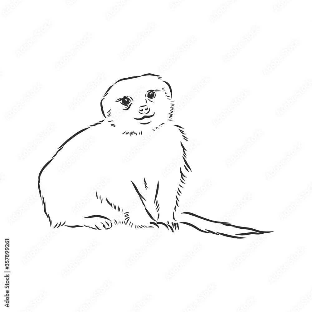 meerkat icon. animal sign, meerkat animal, vector sketch illustration meerkat icon. animal sign, meerkat animal, vector sketch illustration