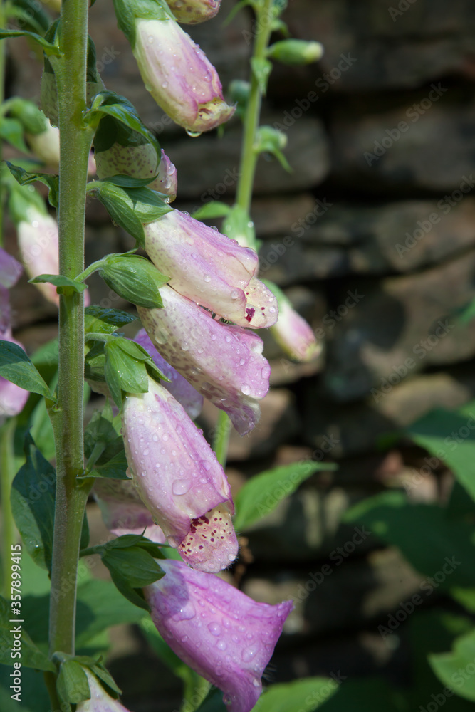 Obraz premium Purple flowers outdoors