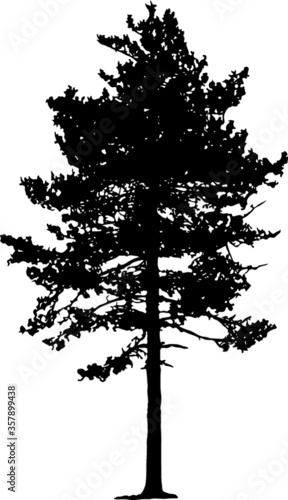 Illustration with pine tree silhouette isolated on white background