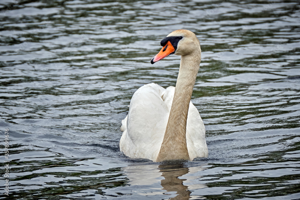 Obraz premium Höckerschwan ( Cygnus olor ).
