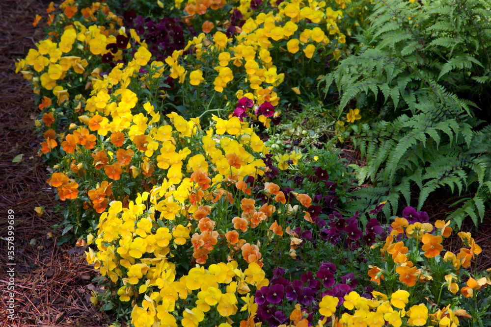 Obraz premium Bright Yellow Marigolds