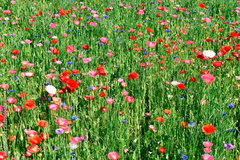 Springtime Wildflowers Springtime Wildflowers