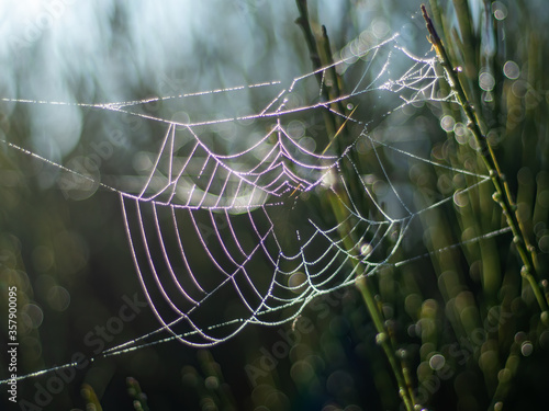 Dew Drop SPiders Web