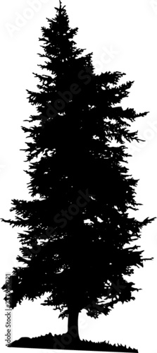 Illustration with pine tree silhouette isolated on white background