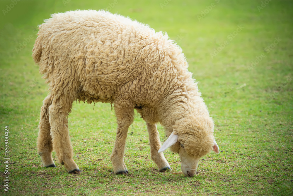 Sheep eating green grass in the farm. Sheep eating green grass in the farm.