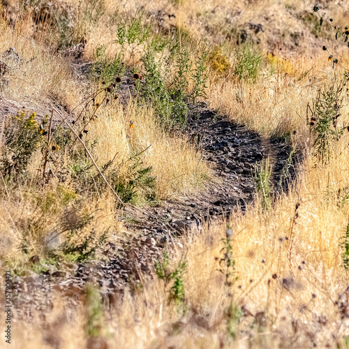 Square Wilderness hiking trail through dry grass day light