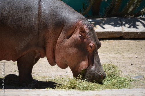 Hipopotamo_1