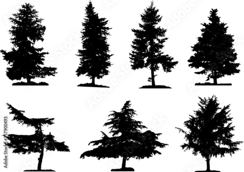 Coniferous trees silhouettes collection on white background , on different layers