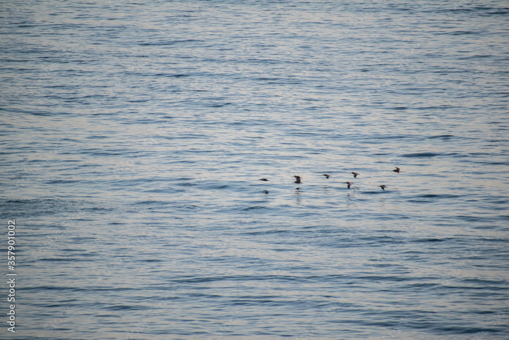 Birds soar over the waves along the shoreline in Rancho Palos Verdes
Birds soar over the waves along the shoreline in Rancho Palos Verdes