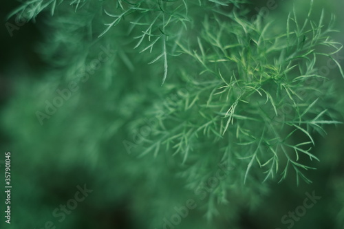 Closeup nature view of green leaf on blurred greenery background in garden 