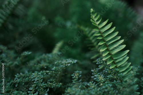 Closeup nature view of green fern leaf on blurred greenery background in garden 