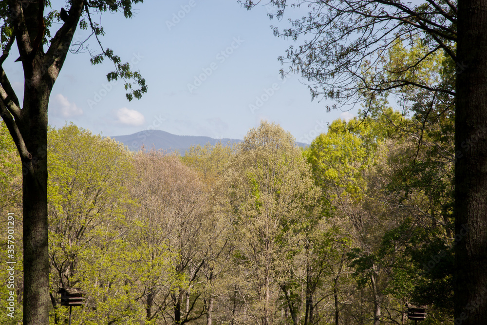 Distant mountain with trees in the foreground Distant mountain with trees in the foreground