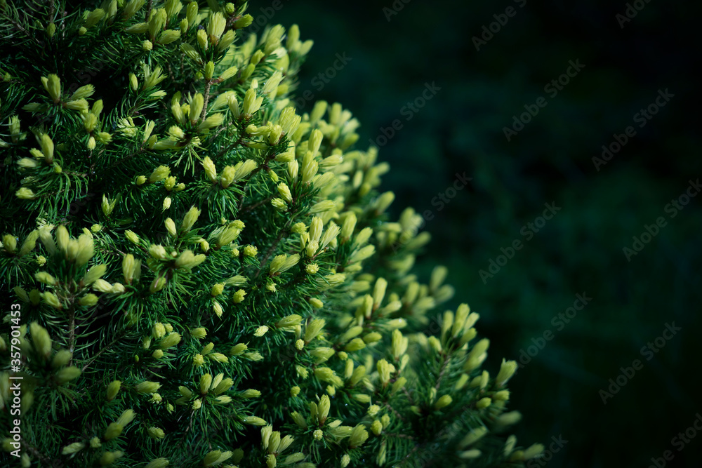 close up of white and green Christmas tree close up of white and green Christmas tree