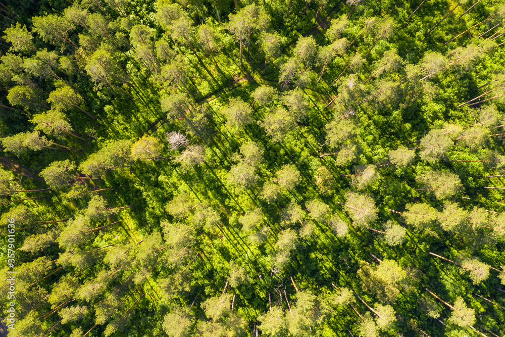 Pine forest in the soft rays of the morning sun. Texture with various shades of green. Shooting from a drone. Copy space.