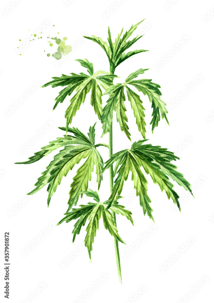 Green branch with leaves of hemp, cannabis sativa, medicinal herb plant, marijuana. Hand drawn watercolor illustration, isolated on white background Green branch with leaves of hemp, cannabis sativa, medicinal herb plant, marijuana. Hand drawn watercolor illustration, isolated on white background