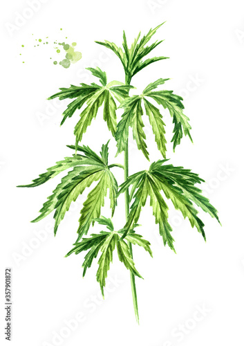 Fototapeta Naklejka Na Ścianę i Meble -  Green branch with leaves of hemp, cannabis sativa, medicinal herb plant, marijuana. Hand drawn watercolor illustration, isolated on white background