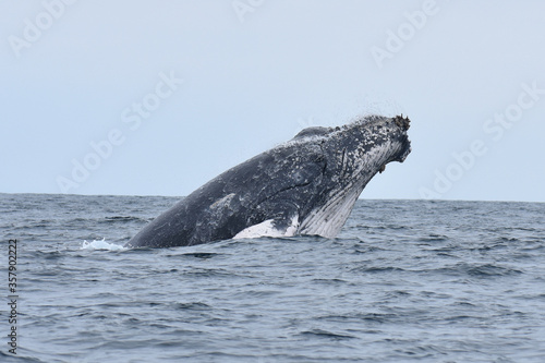 Humpback whale close up. Tumbes, Peru.  © Andrea