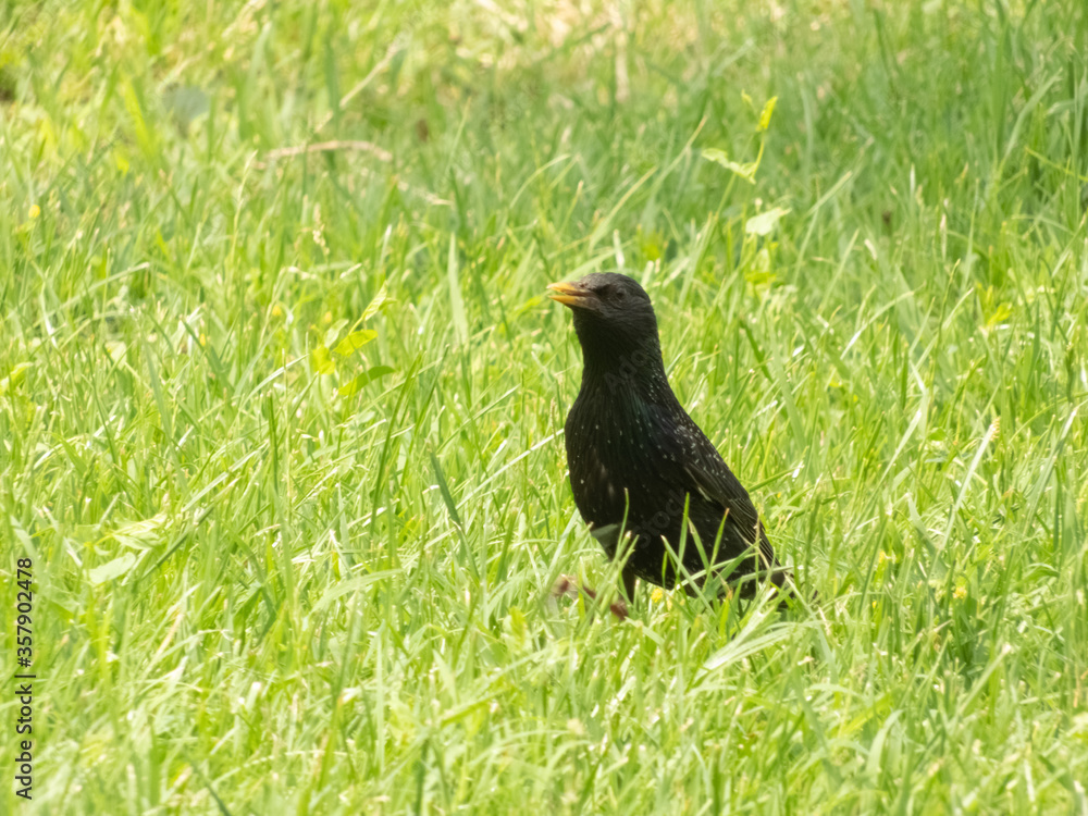 Obraz premium common starling on bright green grass in search of food with a slightly open beak