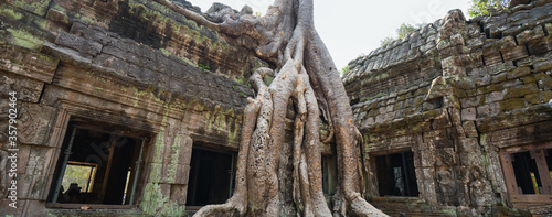 Panorama of building and tree in Ta Prohm Temple, Angkor, Cambodia. Banner and panoramic edition.