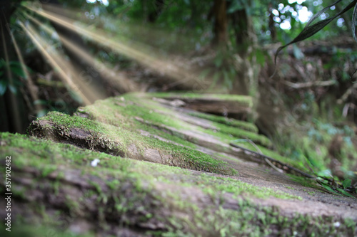 sunchine on wood photo