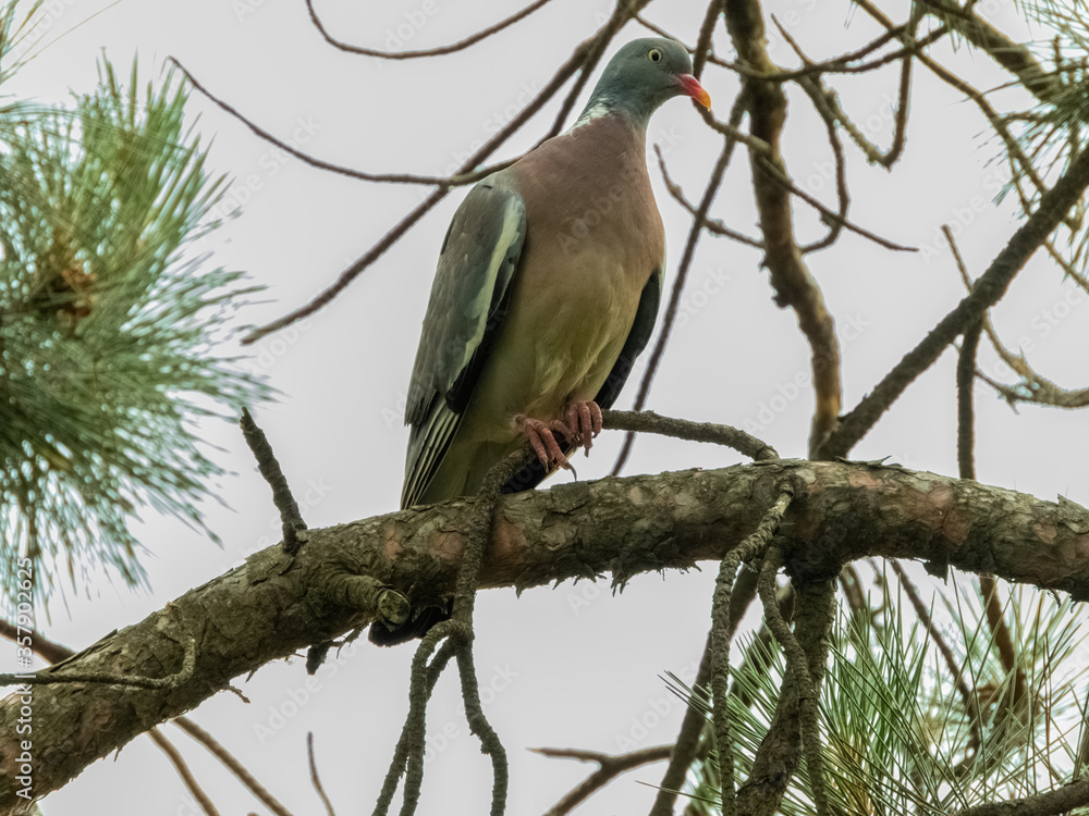 Fototapeta premium Vahir - a large wild bird from a group of pigeons sitting on a pine branch