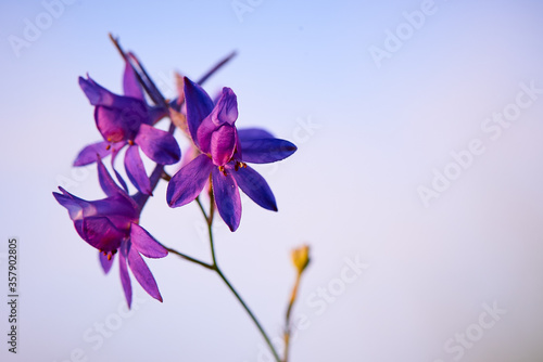 Purple flower against a blue sky with copy space.