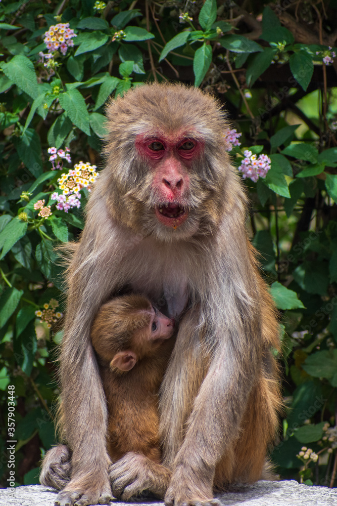 Fototapeta premium mother with her baby monkey 