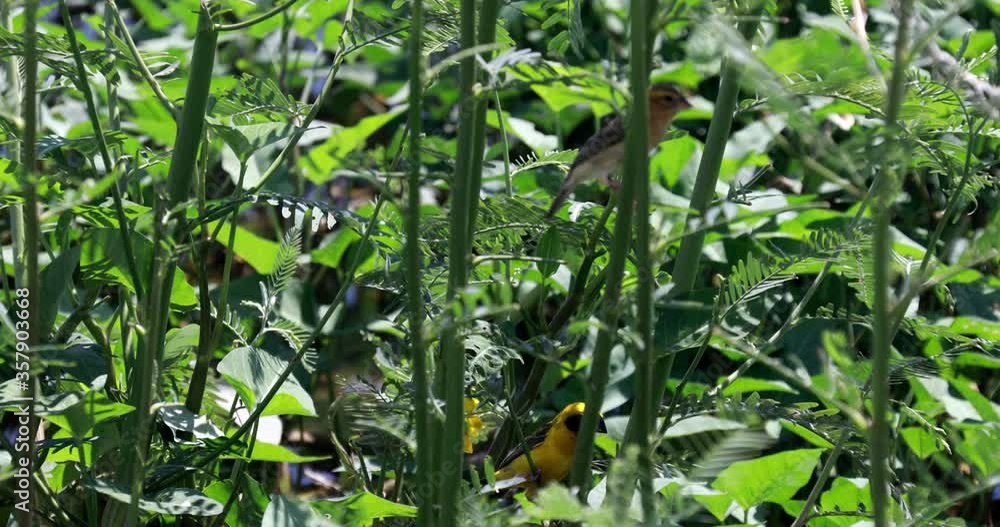 Birds build their nests with grass Birds build their nests with grass